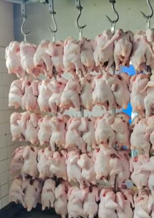 Chicken Meat