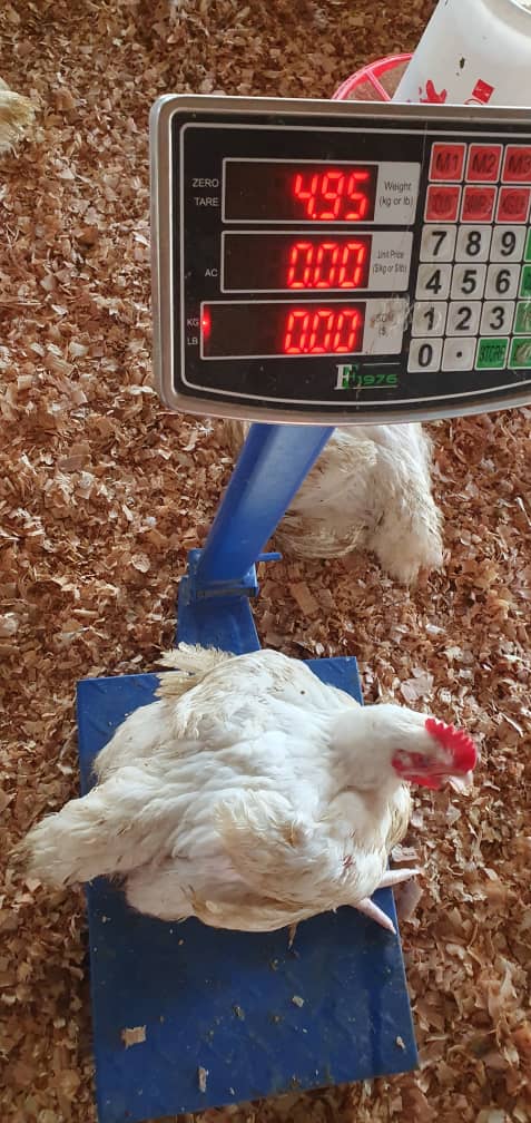 Broiler Chickens