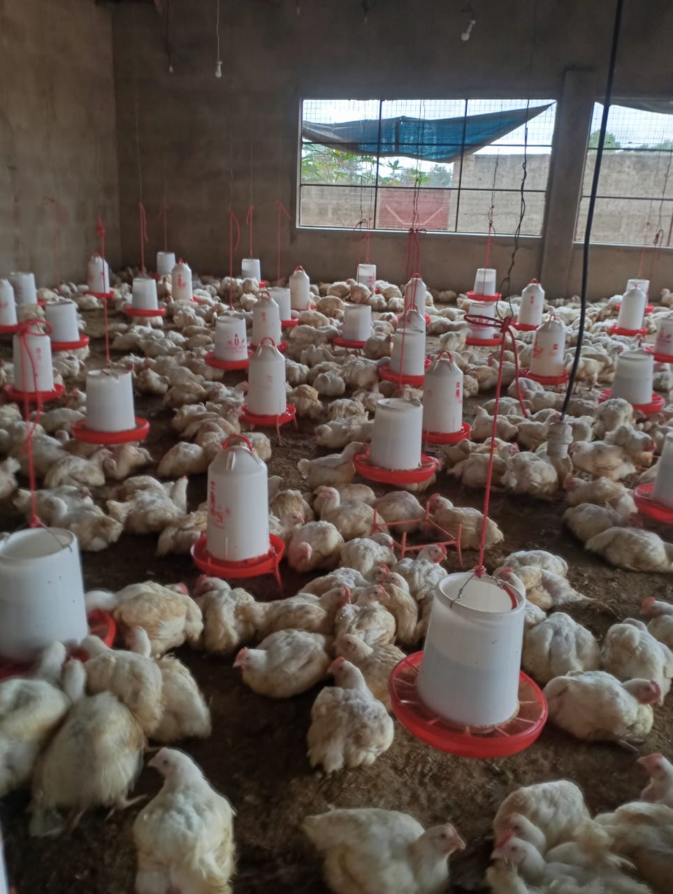 Modern Poultry Farm