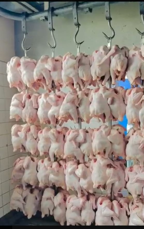 Healthy White Broilers