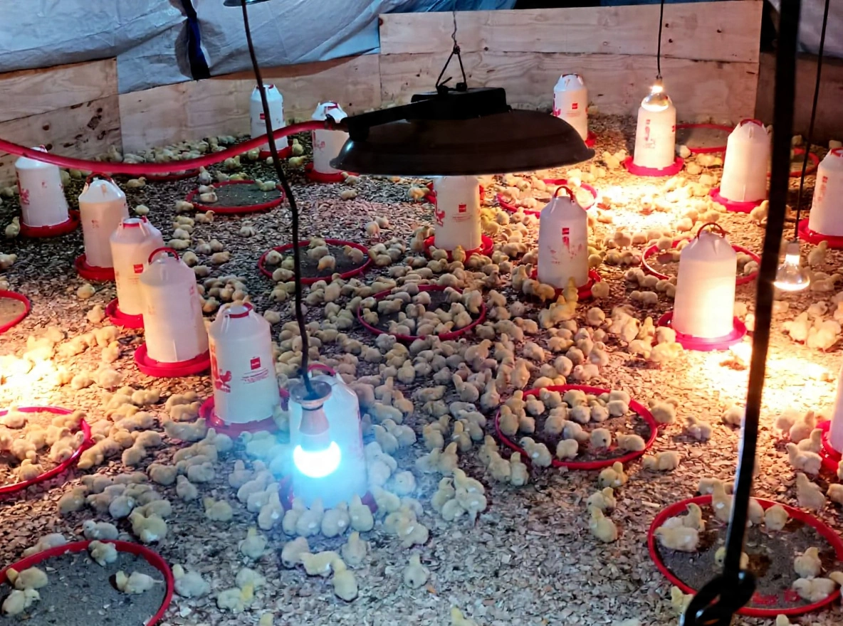 Poultry Training Programs